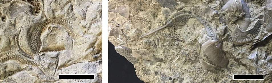 More fossil Cryptolithus "lace-collar" fragments from the Kope Formation, Owen County, Kentucky